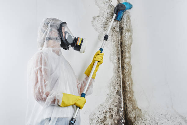 Best Residential Mold Removal  in Ridgeway, VA