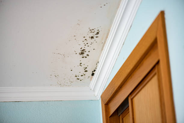 Crawl Space Mold Removal in Ridgeway, VA