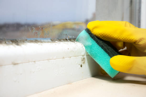 Best Residential Mold Removal  in Ridgeway, VA