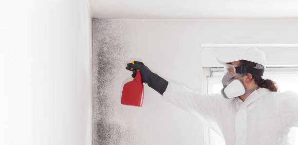 Best Mold Damage Repair  in Ridgeway, VA