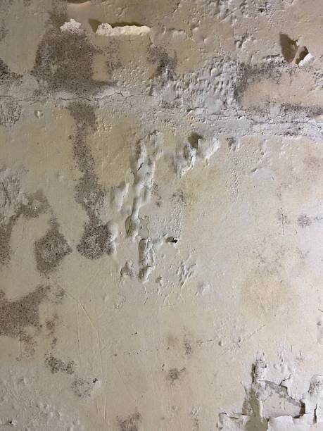 Best Mold Removal Company Near Me  in Ridgeway, VA