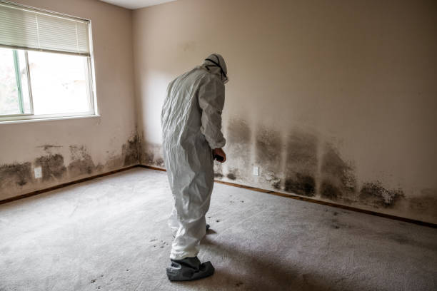 Best Mold Removal Company Near Me  in Ridgeway, VA