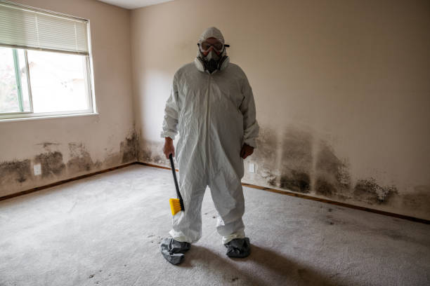 Best Mold Damage Repair  in Ridgeway, VA