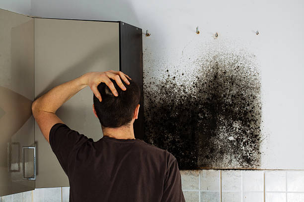 Best Mold Remediation  in Ridgeway, VA