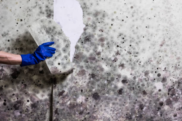 Best Local Mold Removal Service  in Ridgeway, VA