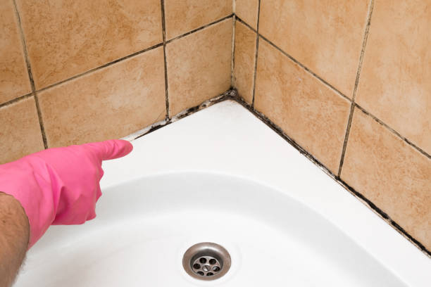 Best Commercial Mold Removal  in Ridgeway, VA